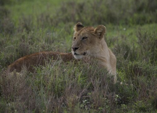 5-Day Mid-Range Safari