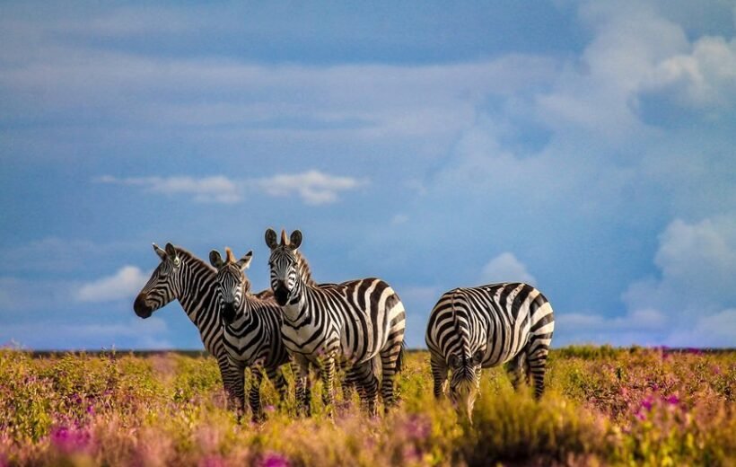 5 Day Serengeti and Ngorongoro Crater Fly in Safari