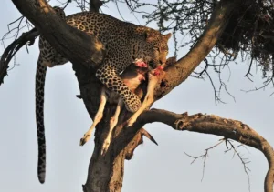 2 Day Fly-In Serengeti & Hot air Balloon experience