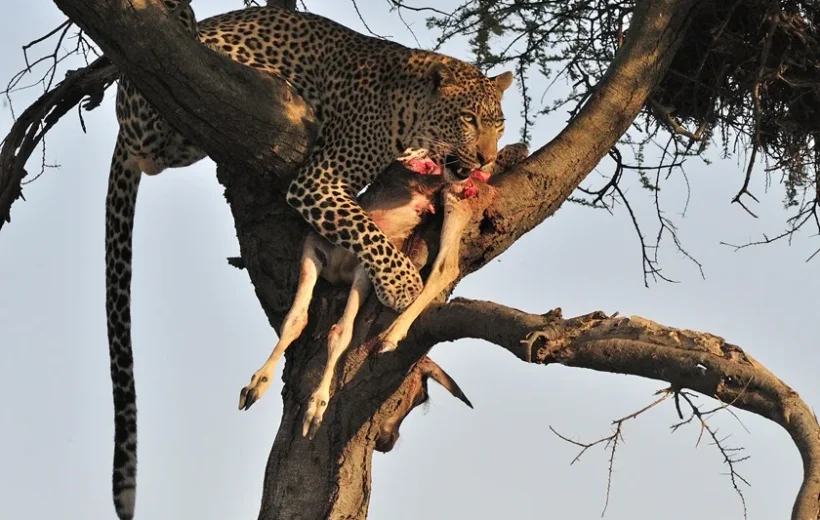 2 Day Fly-In Serengeti & Hot air Balloon experience