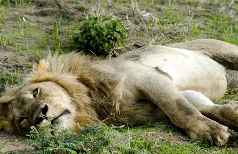 2-Days Safari in Mikumi National Park
