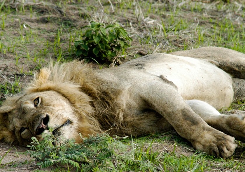 2-Days Safari in Mikumi National Park