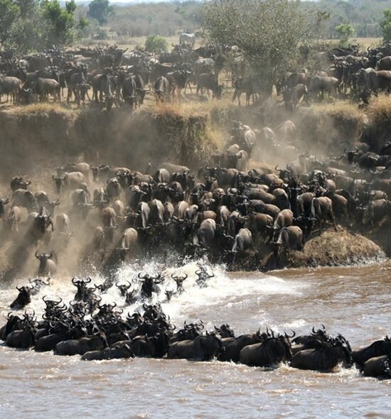 8-Day Serengeti Great Migration Safari