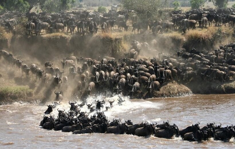 8-Day Serengeti Great Migration Safari