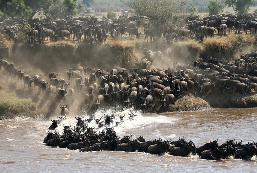 Great wildebeest migration herds in Serengeti plains Tanzania safari