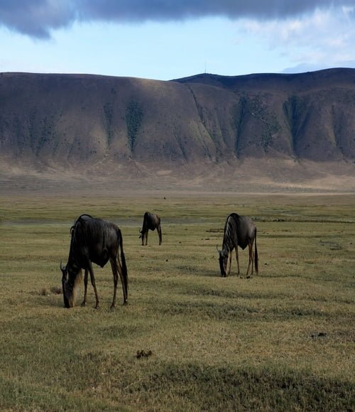 Ngorongoro