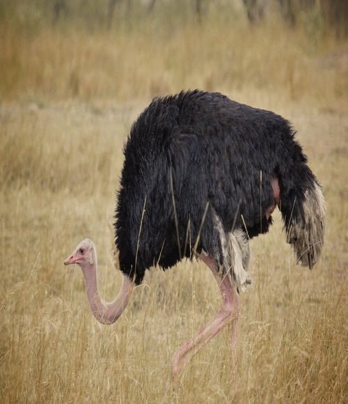 Serengeti