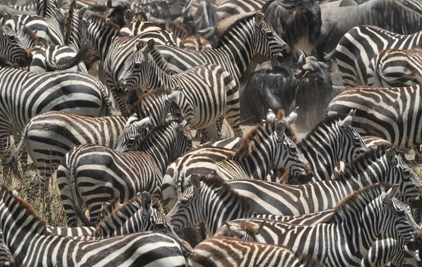 4 Days Serengeti Tanzania Safari Midrange Lodge