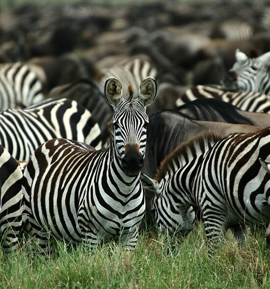 8-Day Safari - Tarangire, Manyara, Serengeti & Ngorongoro