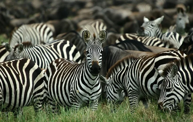8 Day Safari - Tarangire, Manyara, Serengeti & Ngorongoro