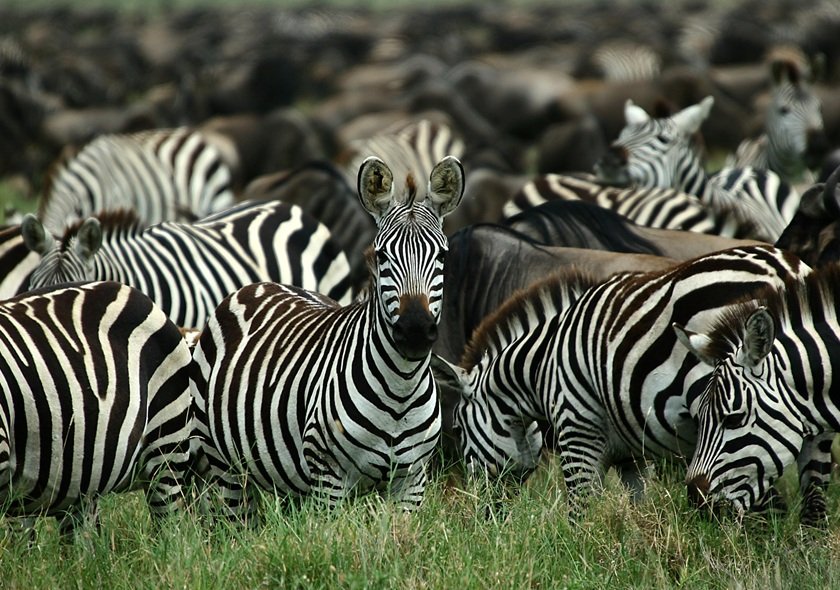 8-Day Luxury Safari - Tarangire, Manyara, Serengeti & Ngorongoro