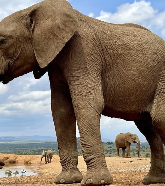 20-Day Amazing Southern Circuit Safari in Tanzania