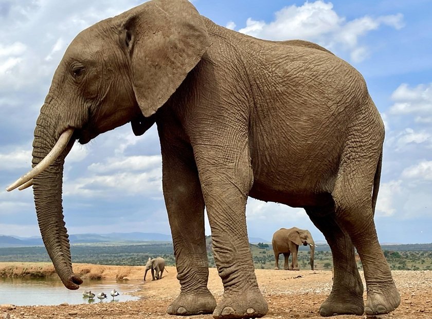 20-Day Amazing Southern Circuit Safari in Tanzania