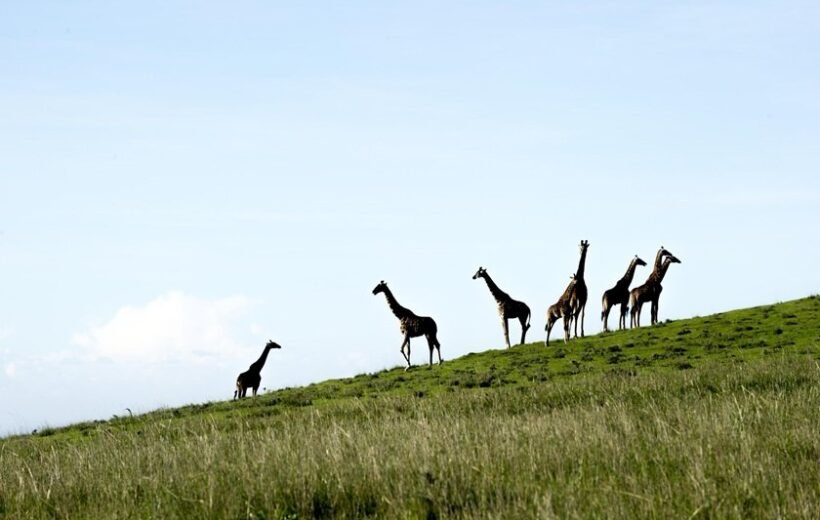 A Day Walking Safari in Arusha National Park