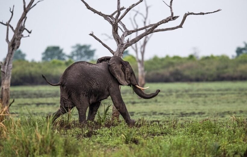 Lake Manyara Day Trip Safari