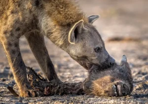 4-Day Serengeti, Ngorongoro and Materuni Waterfalls