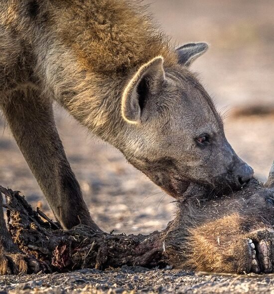 5 Day Mid-Range Safari: Tarangire, Ngorongoro Crater and Serengeti