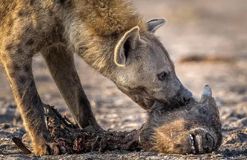 5 Day Mid-Range Safari: Tarangire, Ngorongoro Crater and Serengeti