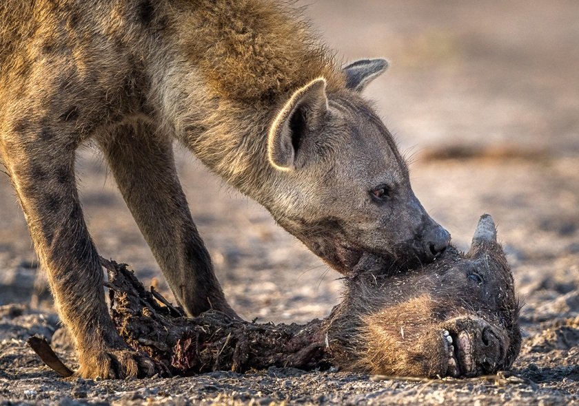 5 Day Mid-Range Safari: Tarangire, Ngorongoro Crater and Serengeti