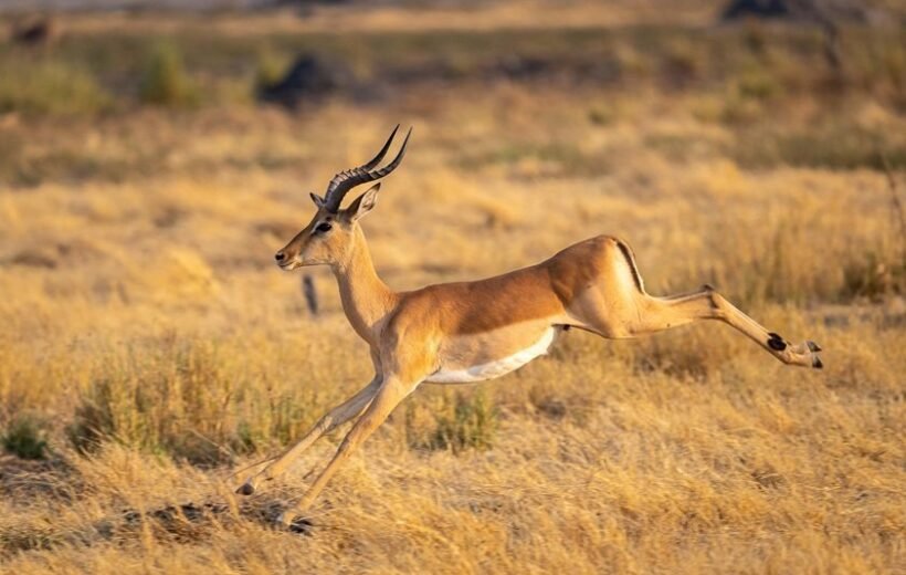 6-Day Mid-Range Tanzania Safari - Tarangire, Serengeti & Ngorongoro Crater