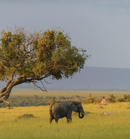 Indulge in the Ultimate 7-Day Luxury Safari in Tanzania