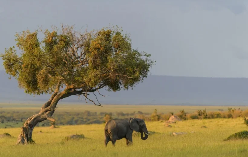 7-Days Luxury Safari - Tarangire, Ngorongoro Crater and Serengeti