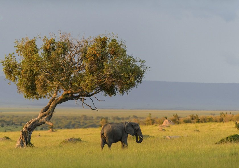 Indulge in the Ultimate 7-Day Luxury Safari in Tanzania