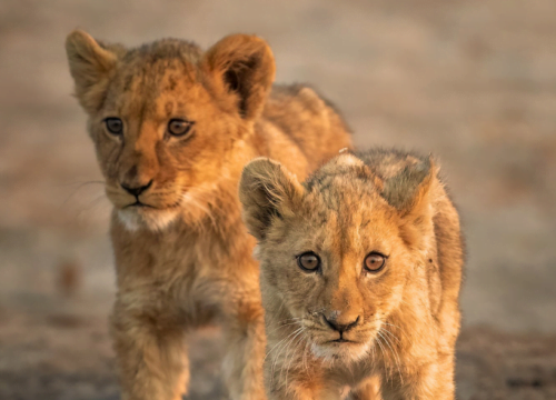 Game Drives