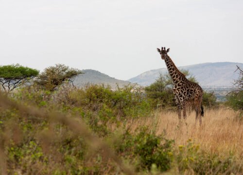 5 Days Private Best Tanzania Mid-range Safari