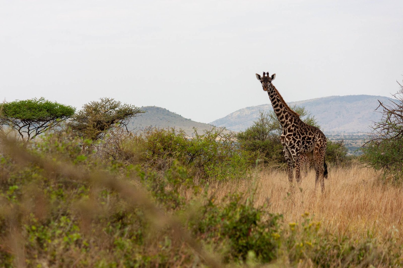 5 Days Private Best Tanzania Mid-range Safari