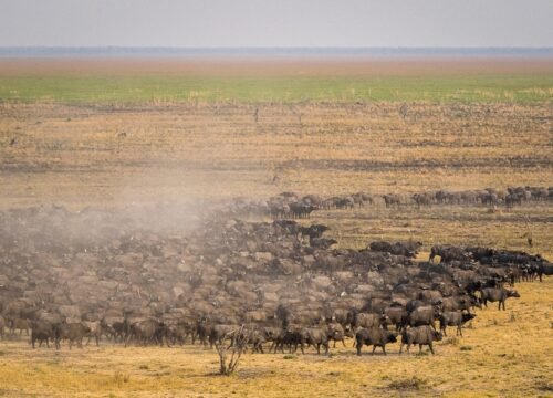 5-Day Tarangire, Serengeti, and Ngorongoro Crater Safari 