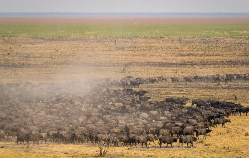 5 Day Tarangire, Serengeti, and Ngorongoro Crater Safari 