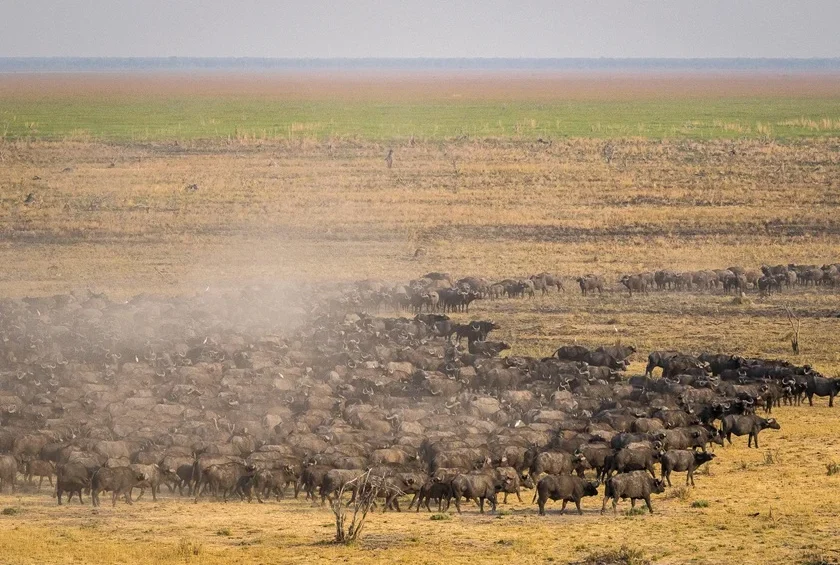 Herd of buffalo grazing in the Serengeti National Park during a Tanzania Beauty Safaris game drive