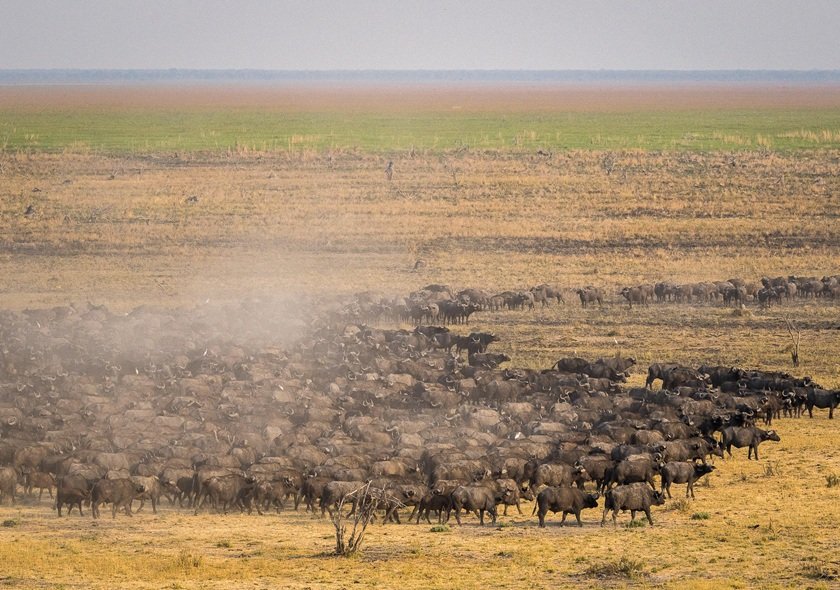 5-Day Tarangire, Serengeti, and Ngorongoro Crater Safari 