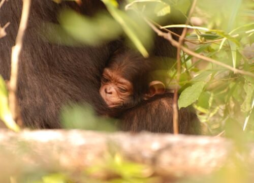 3-Days Luxury Fly-In Gombe Chimp Safari