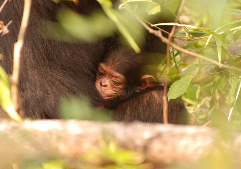 3-Days Luxury Fly-In Gombe Chimp Safari