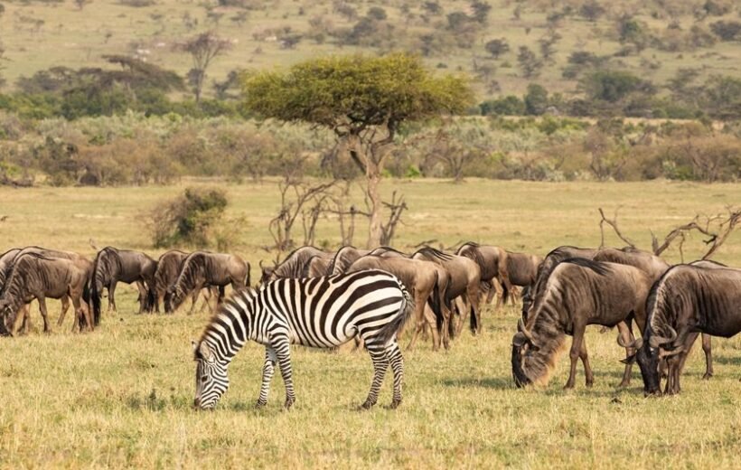 4 Day Luxury Lake Manyara, Tarangire, and Ngorongoro Crater Safari