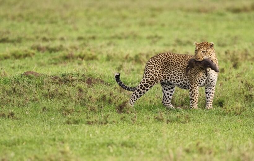 4 Day Fly-In Serengeti - Calving Season