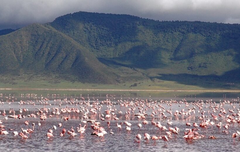 Ngorongoro Crater Day Trip