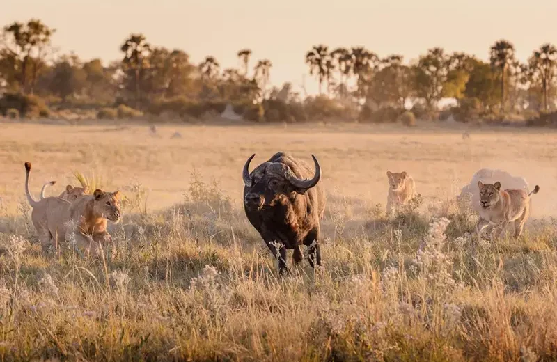 3-Day Serengeti & Ngorongoro Mid-Range Safari