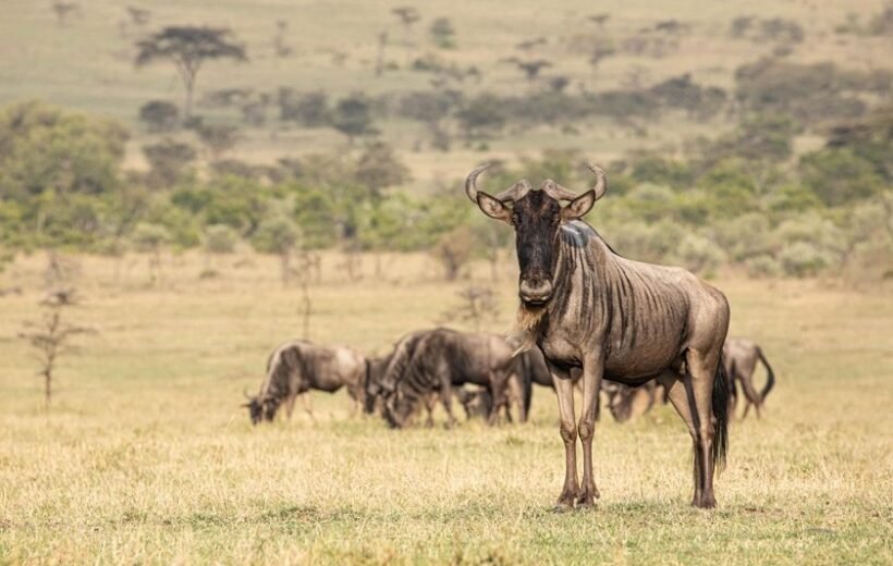 4 Days Private Tanzania Safari