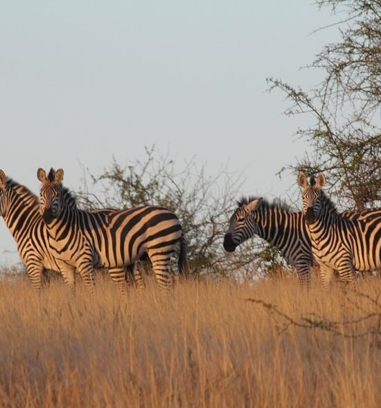 6-Day Mid-Range Tanzania Safari - Tarangire, Serengeti & Ngorongoro Crater