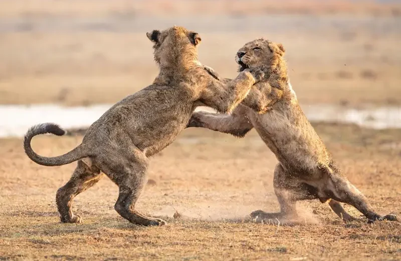 3 Day Serengeti, and Ngorongoro Crater SafariÂ