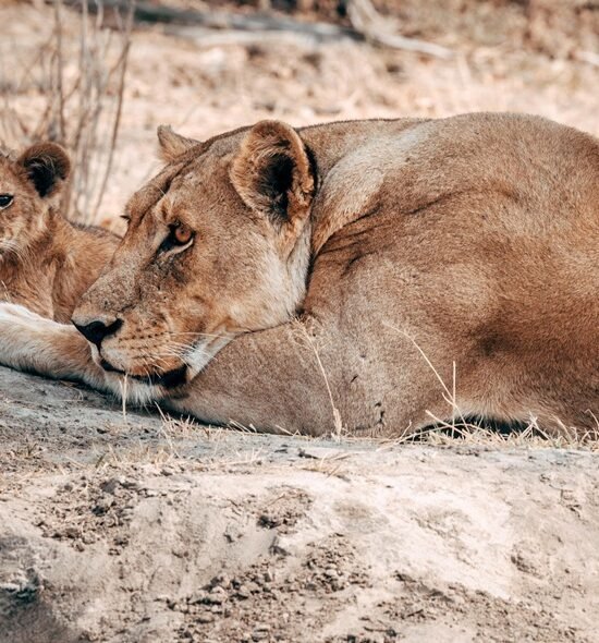 4 Day Fly-In Serengeti - Calving Season