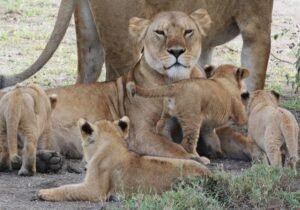 2 Days Tarangire and Ngorongoro Crater (Fly-in Safari)