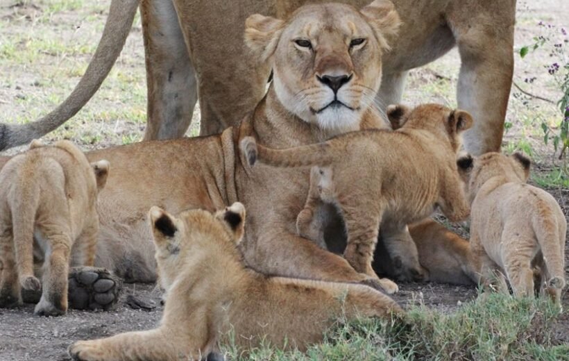 2 Days Tarangire and Ngorongoro Crater (Fly-in Safari)
