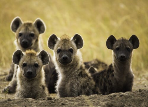 5-Day Tanzania Safari from Zanzibar Serengeti and Ngorongoro