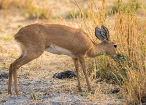 Gazelle on the Serengeti plains during a 4-day Tanzania safari with midrange lodge accommodation