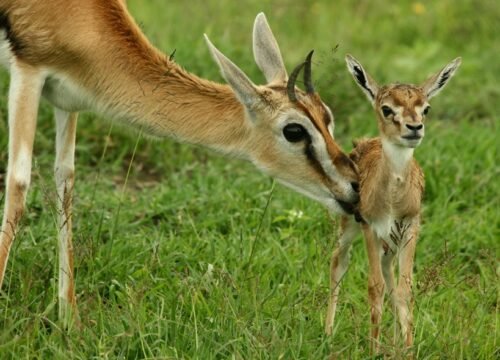 5-Day Ndutu Calving Season Safari – Serengeti & Ngorongoro