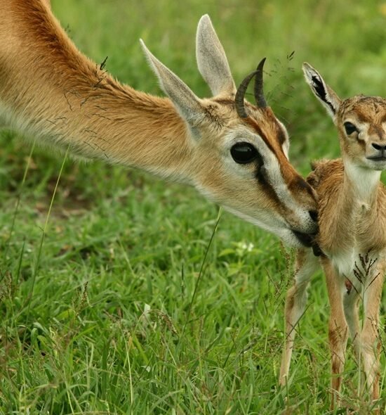 5 Day Ndutu Calving Season Safari – Serengeti & Ngorongoro